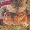 THE MATING SOUNDS OF SOUTH AMERICAN FROGS