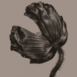 RELEASE