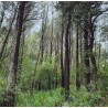 EVERGREEN OAK