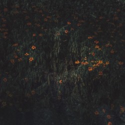 ESTARANTOS